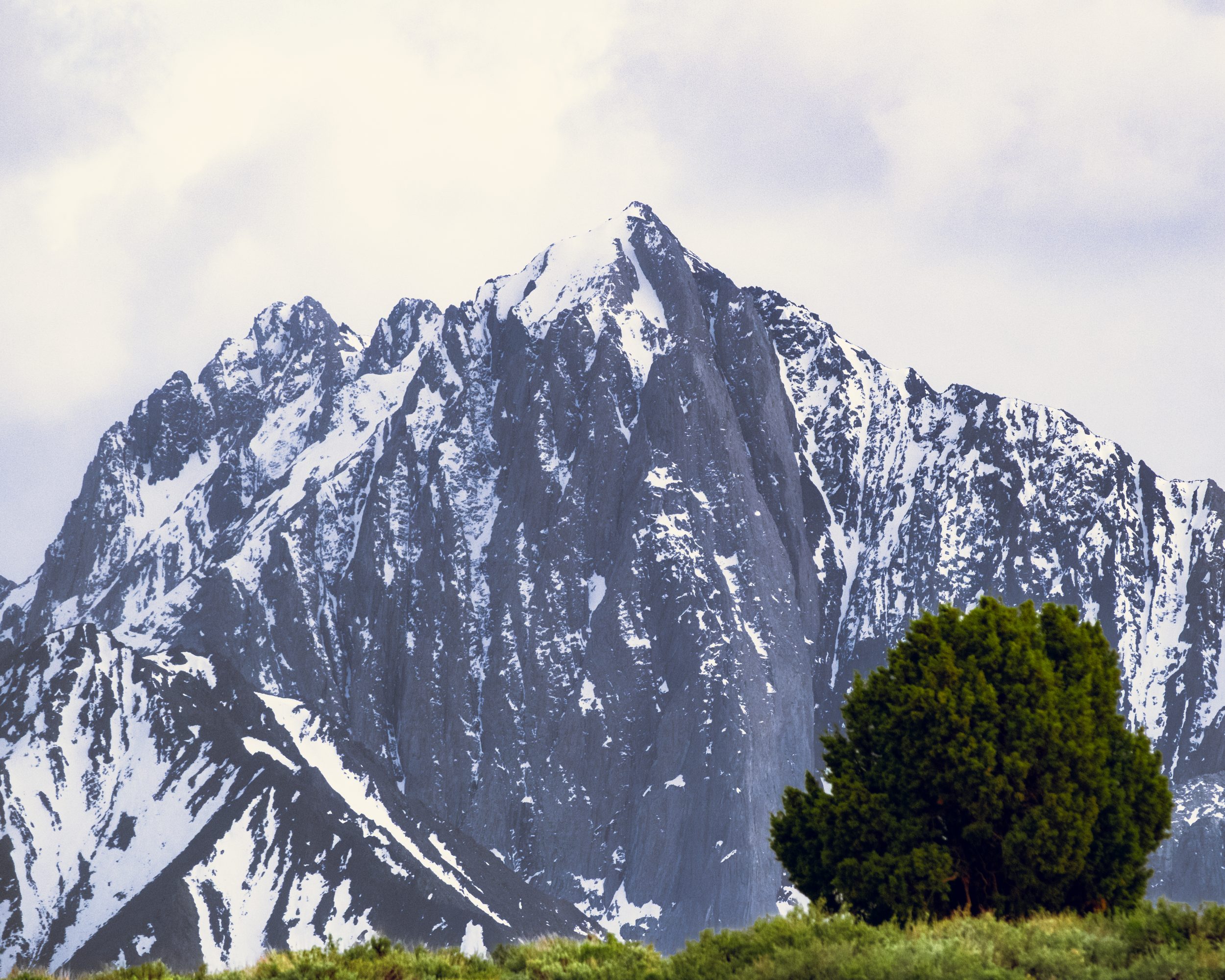Sierra crag and juniper, Eastern Sierra
