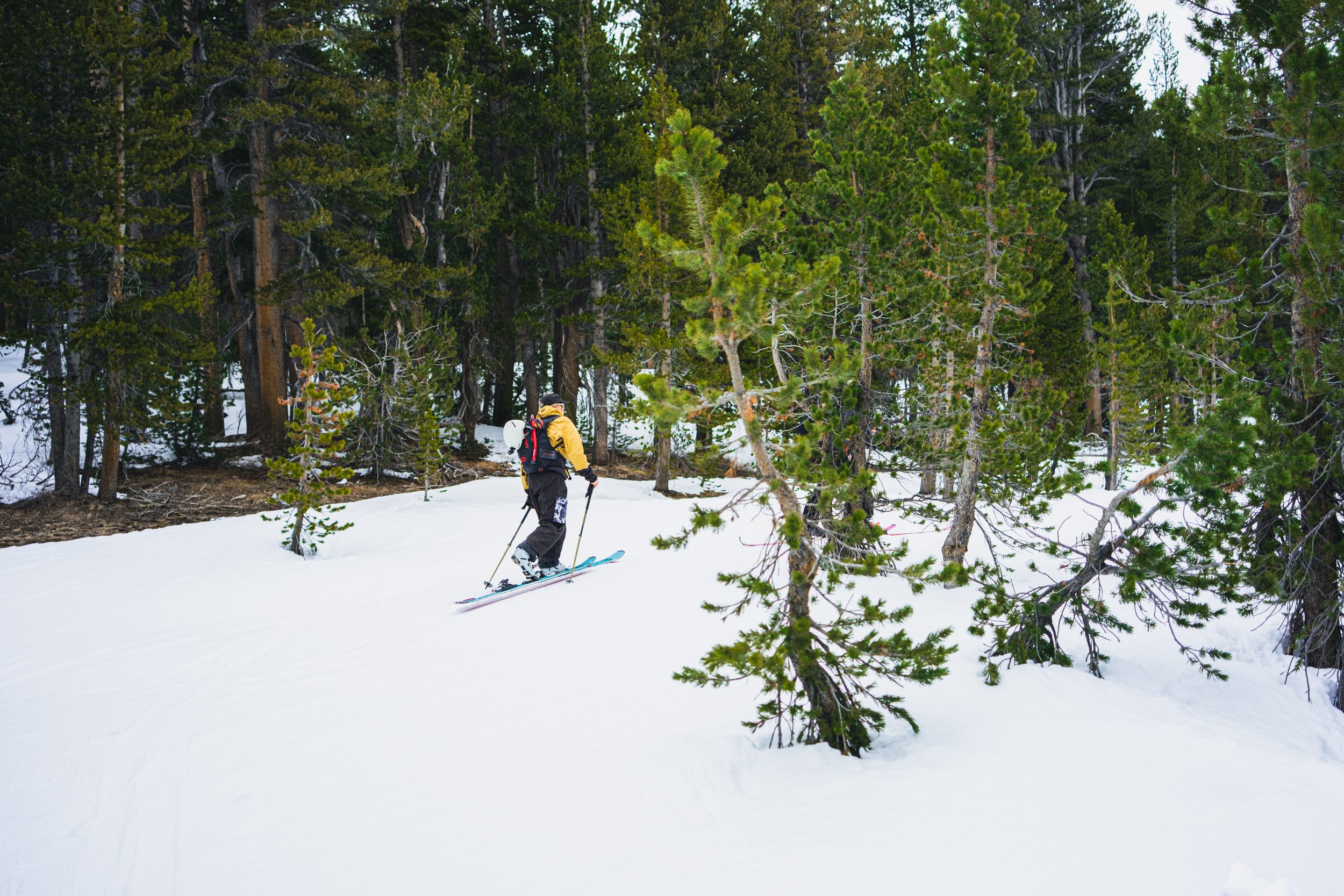 Skier moving through Jeffrey pines